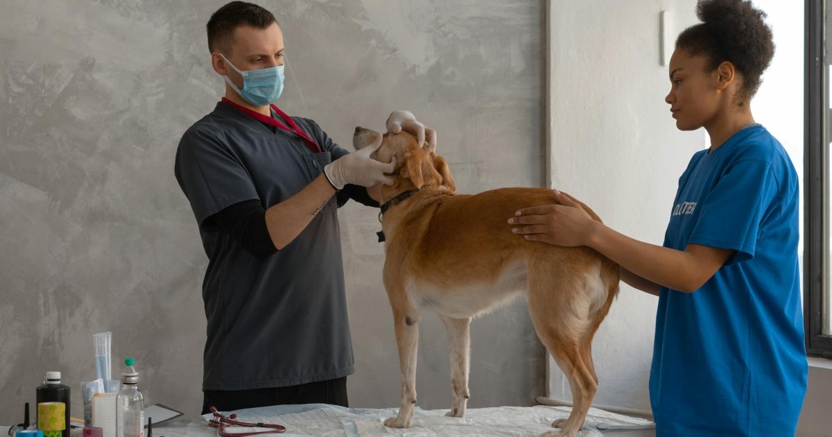 Como um Pet Shop Transformou seu Atendimento e Reduziu Faltas em Vacinas em 80%