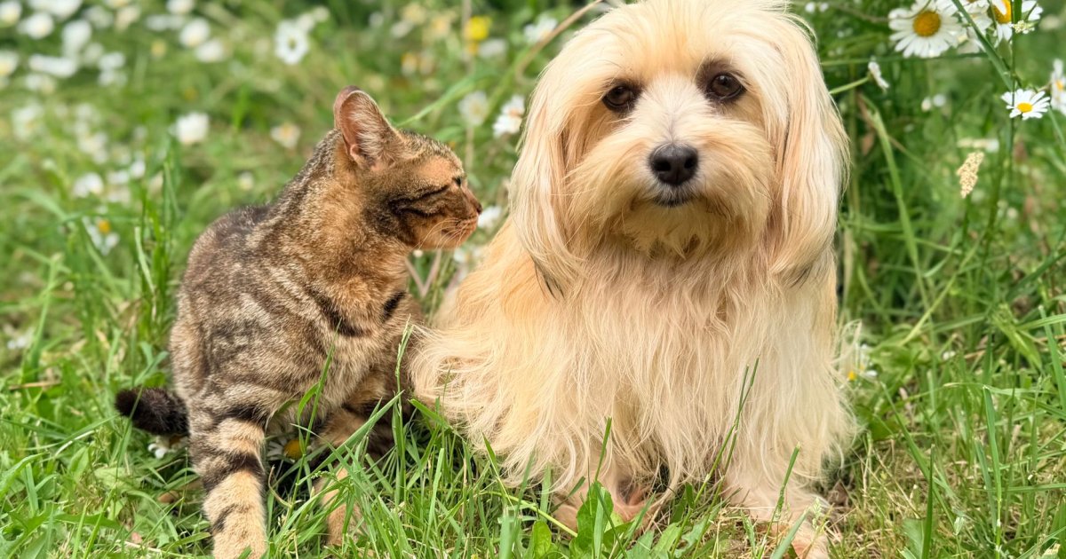 Como um Pet Shop Transformou sua Agenda com Lembretes Automáticos e Aumentou a Adesão às Vacinas em 80%