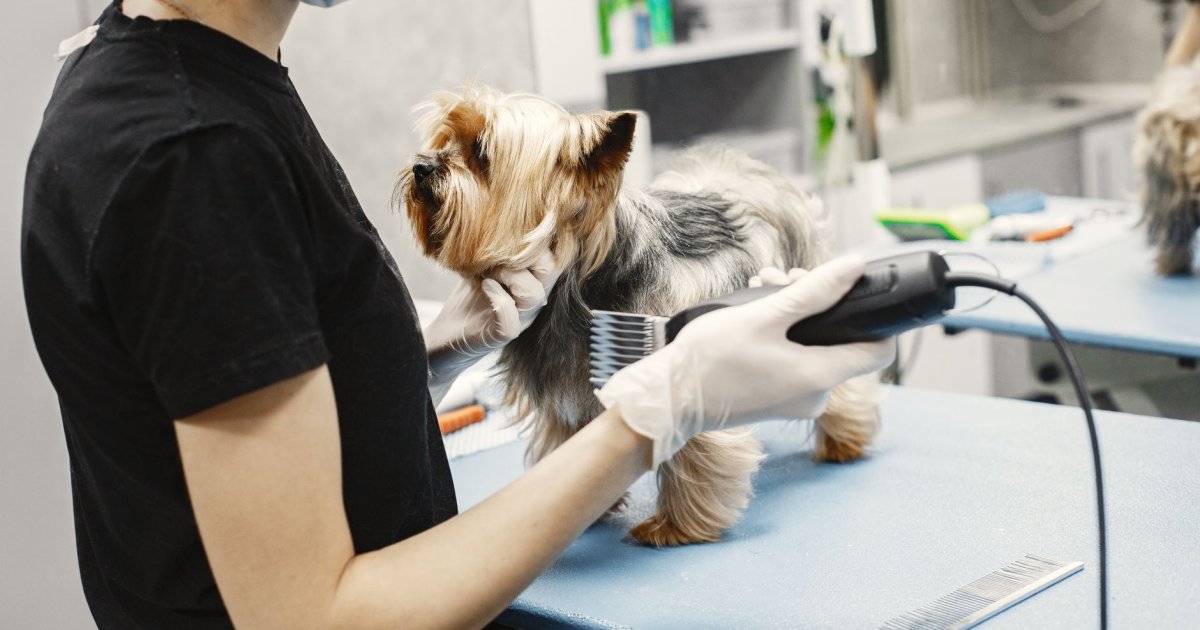 Como um Pet Shop Transformou seu Atendimento com Lembretes Automatizados e Reduziu Faltas em 80%